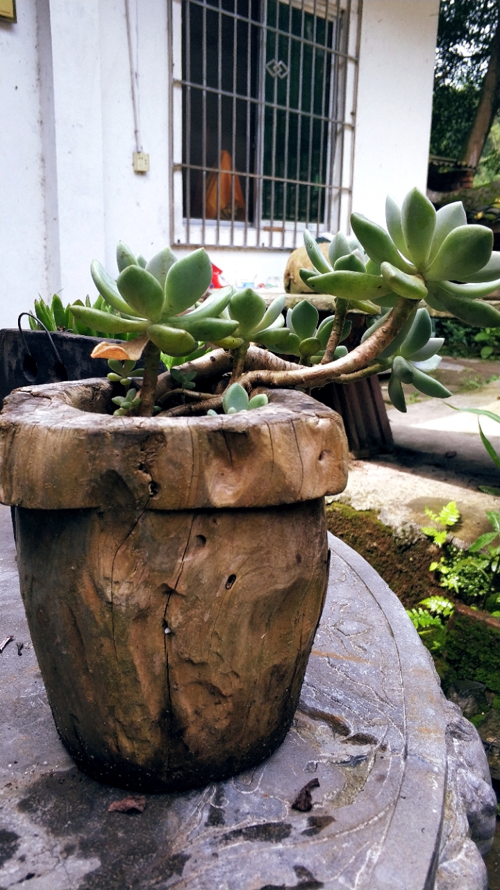 走进罗汉寺听师傅解惑寺庙随处都是各种物种的多肉很美