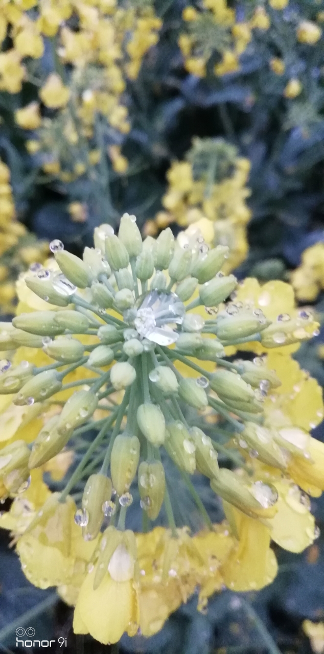 清晨天空中下着毛毛细雨,给河友分享一下花的世界