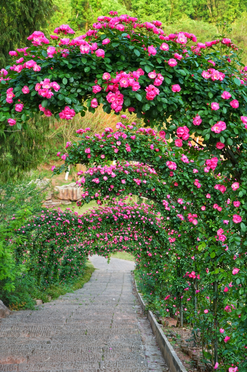 字库山的玫瑰园当属春天资阳最美打卡地,好多人在这里拍照留念!