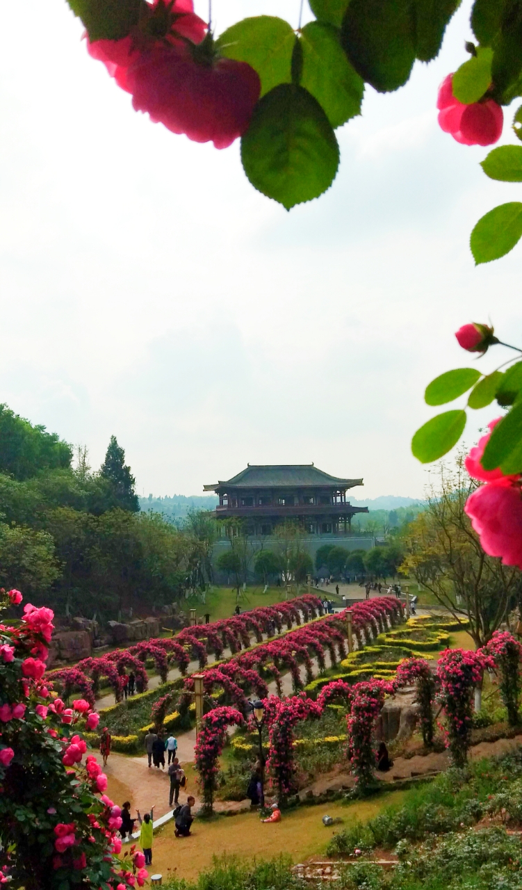 网红打卡地:资阳字库山公园玫瑰园!