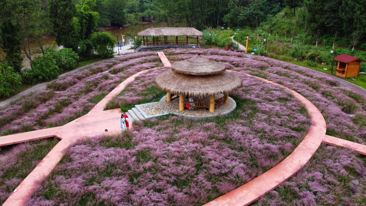 资阳花溪谷美美的粉黛乱子草开花了,这是不错的地方!