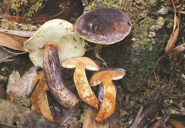 索命毒王上线误食致死率高达75多人曾因此进icu