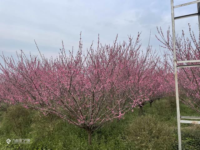 资阳晏家坝开了一片桃花 密密麻麻的很好看 值得打卡