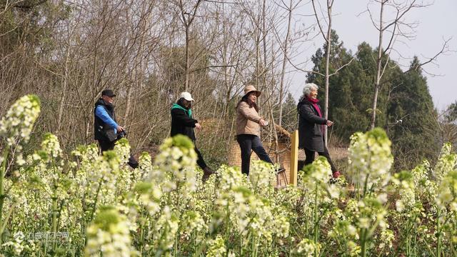 打卡资阳花溪河五彩油菜花田 白的 粉的 橘的