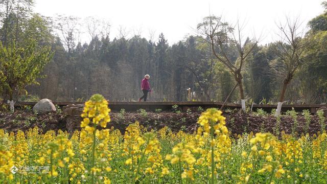 打卡资阳花溪河五彩油菜花田 白的 粉的 橘的