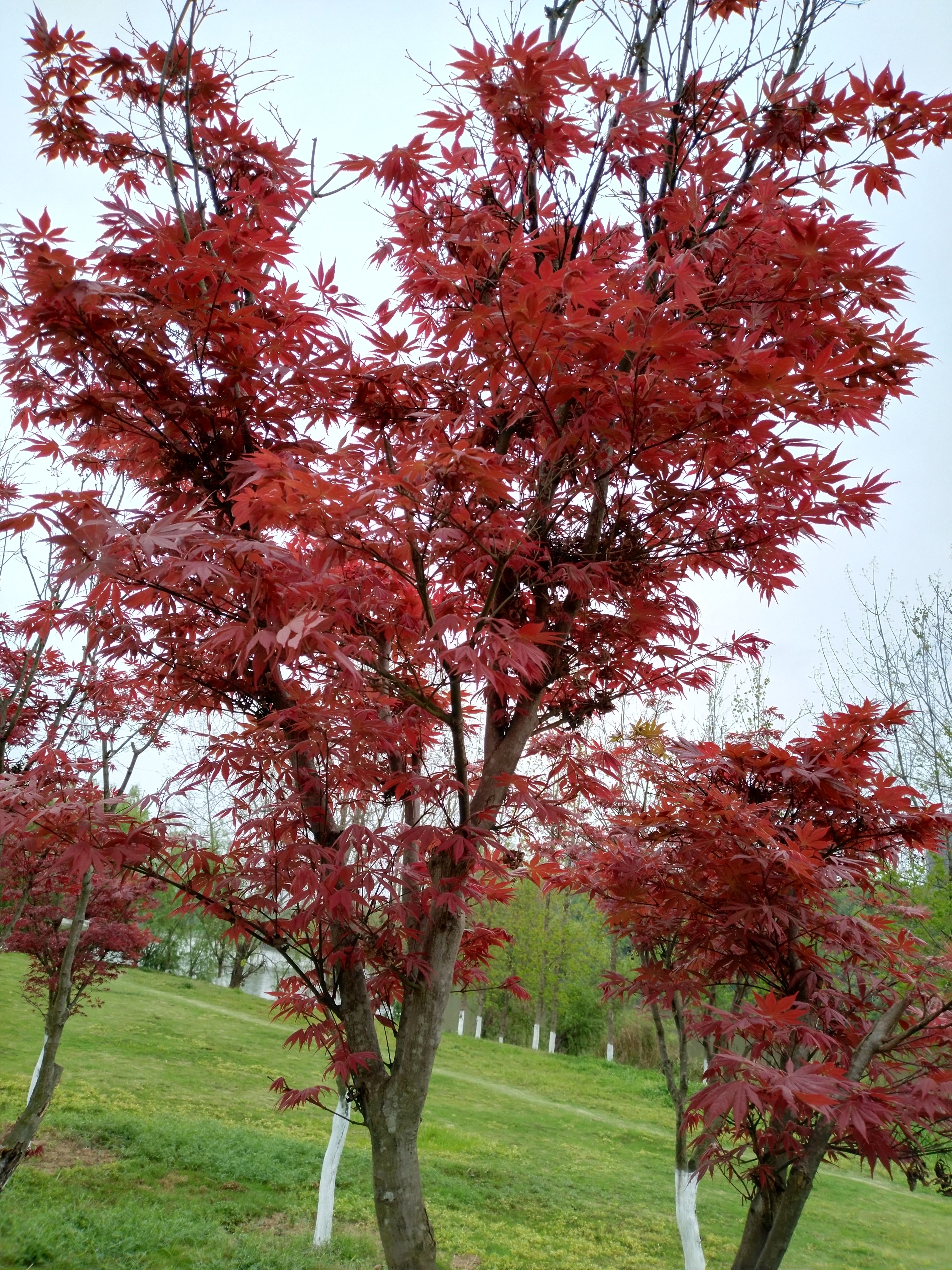 美丽的沱东红枫树红的最美的时候