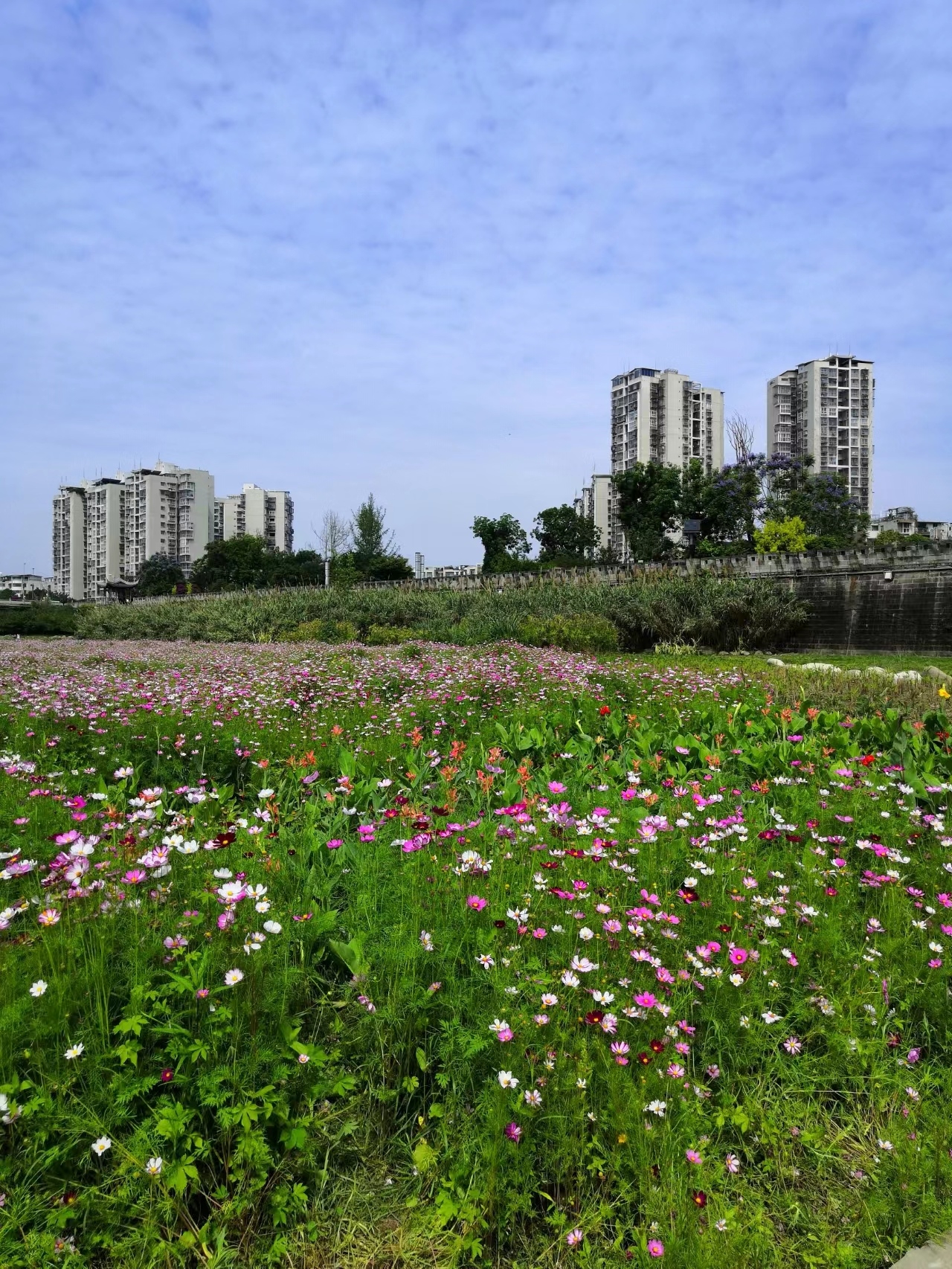 资阳格桑花海 