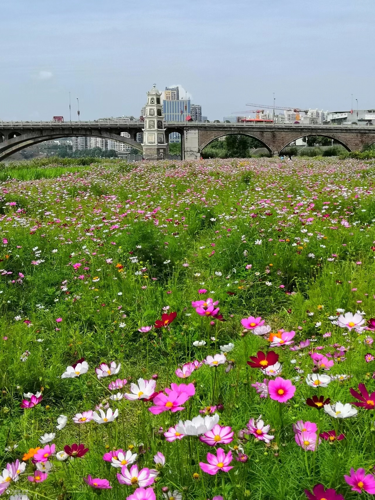 资阳格桑花海 - 资阳九曲河门户网_资阳论坛_资阳城市生活门户