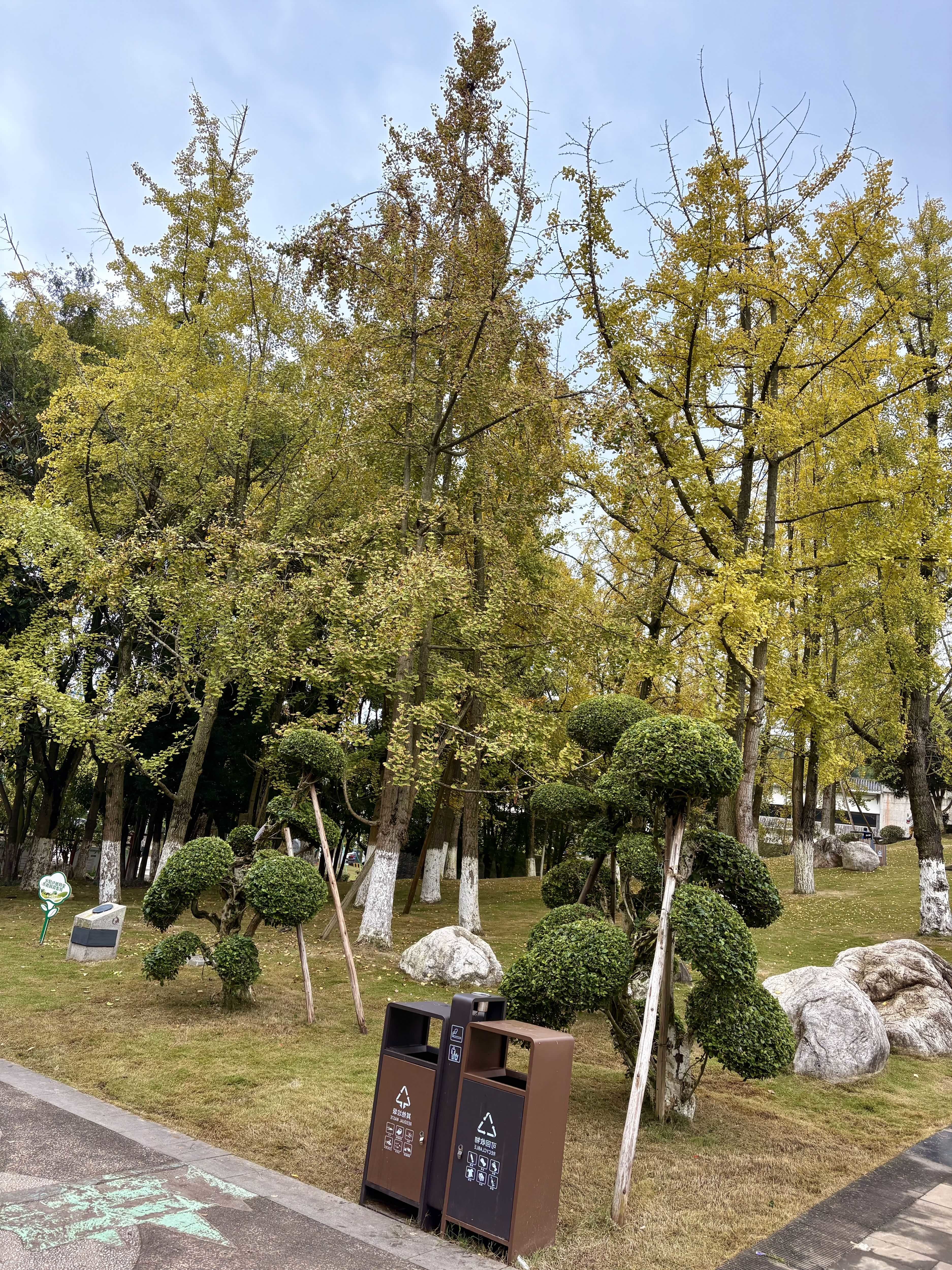 深秋时节，资阳凤岭公园银杏渐黄！