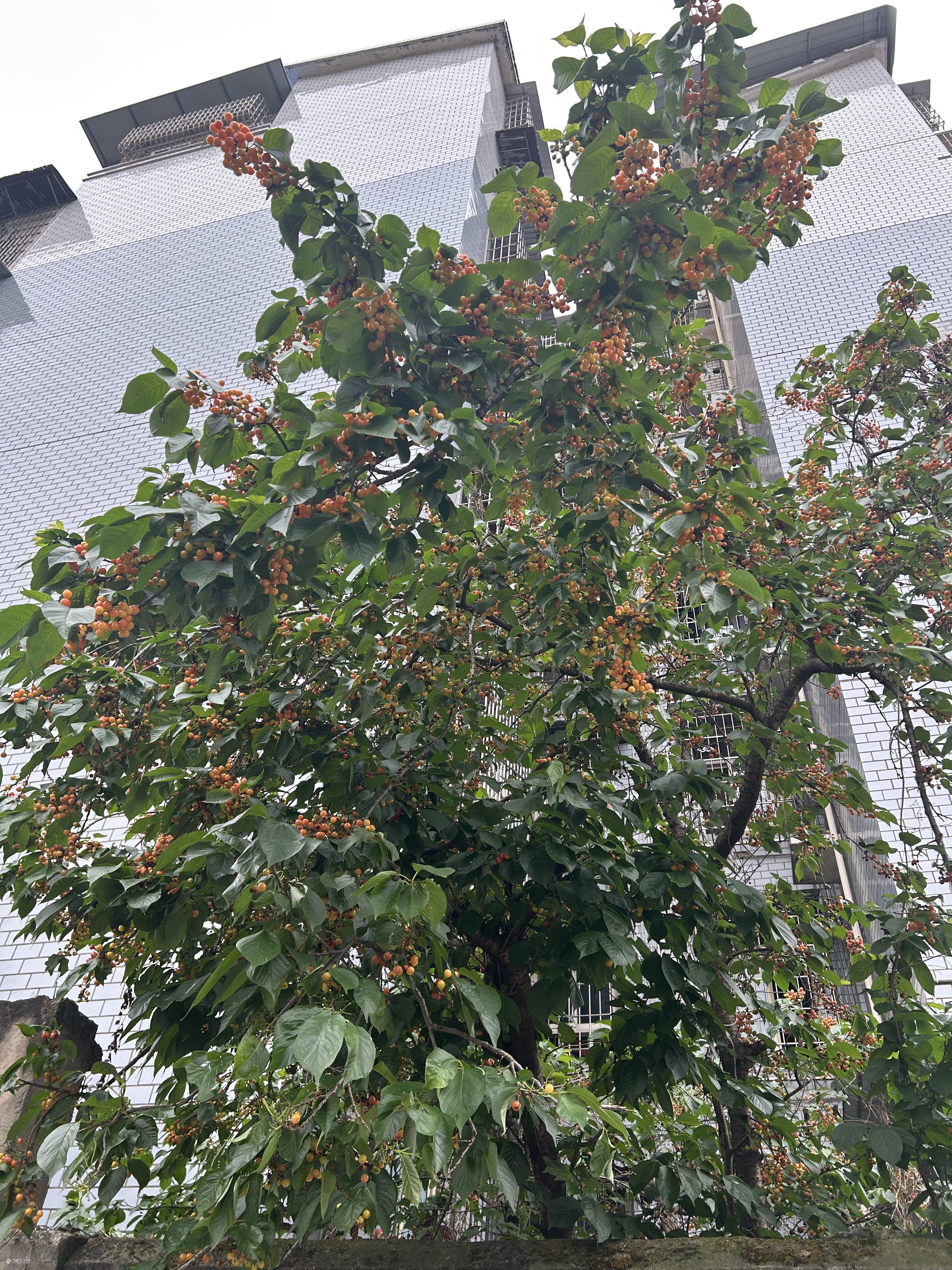 资阳第一波“恩桃儿”上线！