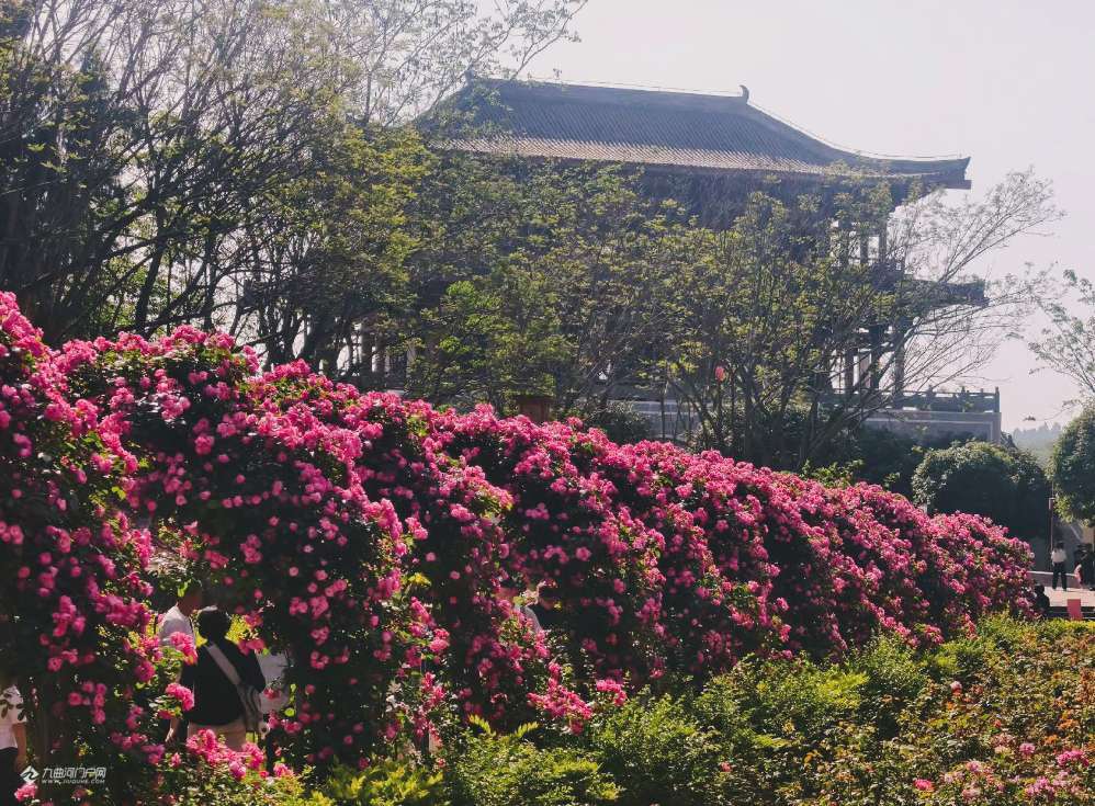 报！资阳字库山玫瑰园的花已开