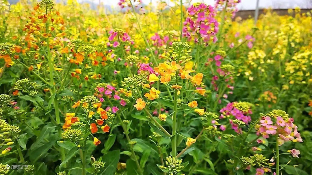 看到大家发的资阳迎仙桥的油菜花美图好好看,这彩色的油菜花大家见过