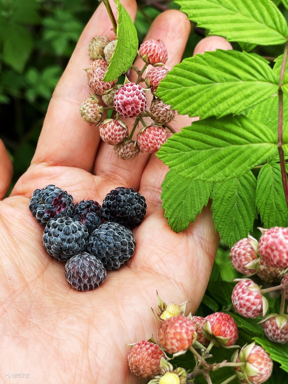 吃过资阳湿地公园的山边这种果子的举手,酸酸甜甜是小时候的味道!