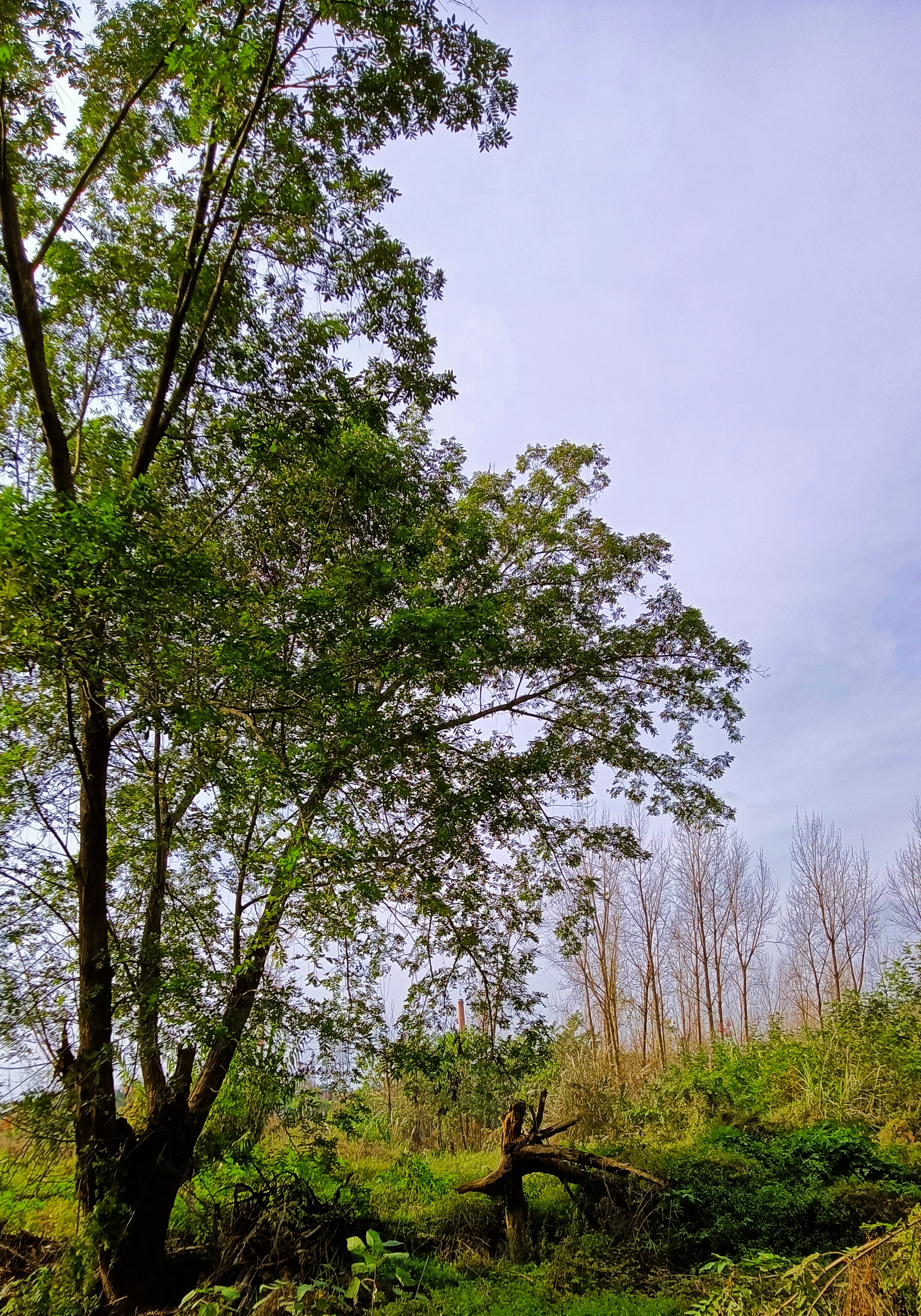 美丽的资阳青年林!一路延着沱三桥河边欣赏美景,晒着灿烂的阳光.