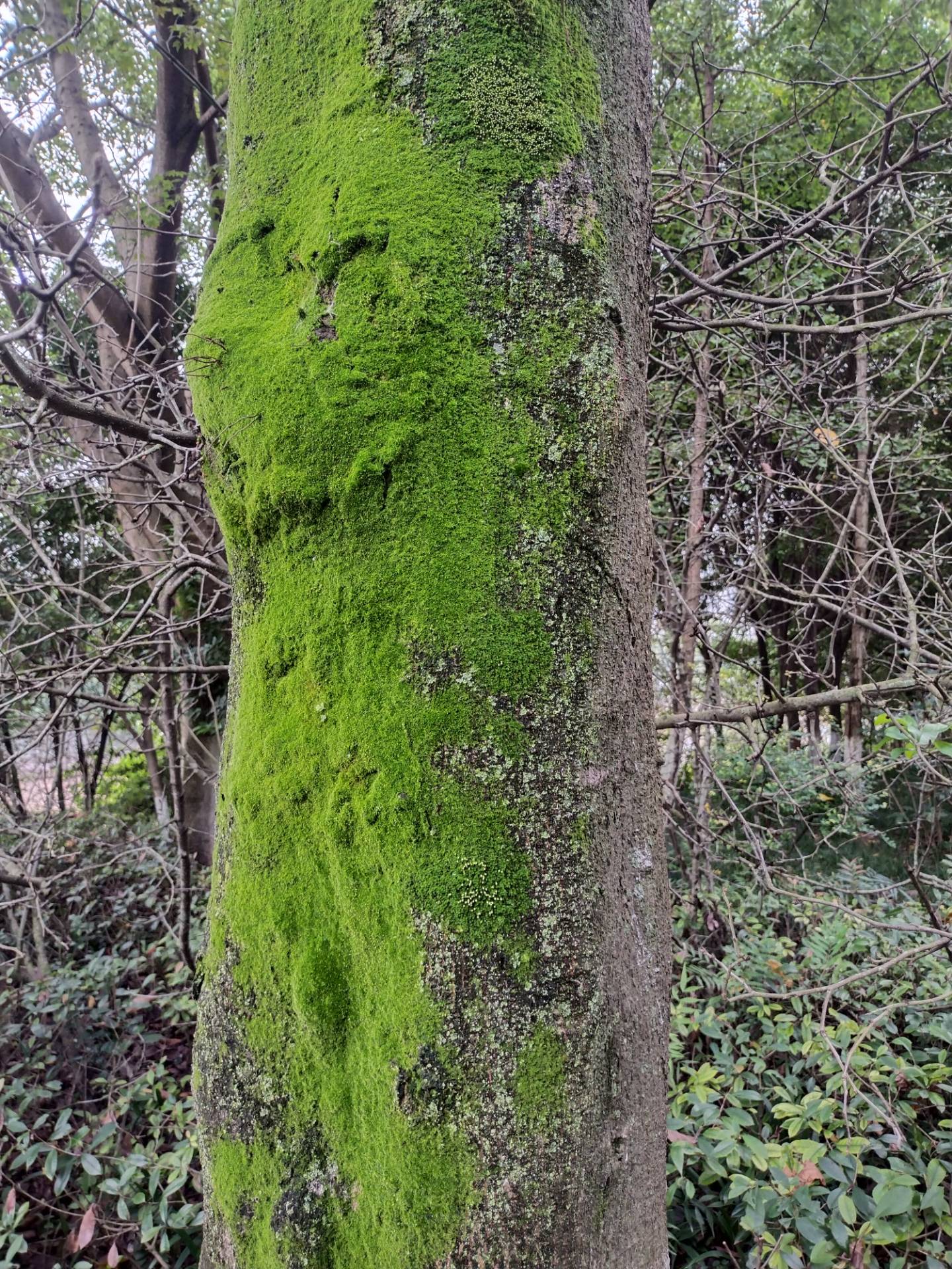 树干长绿色的苔藓图片