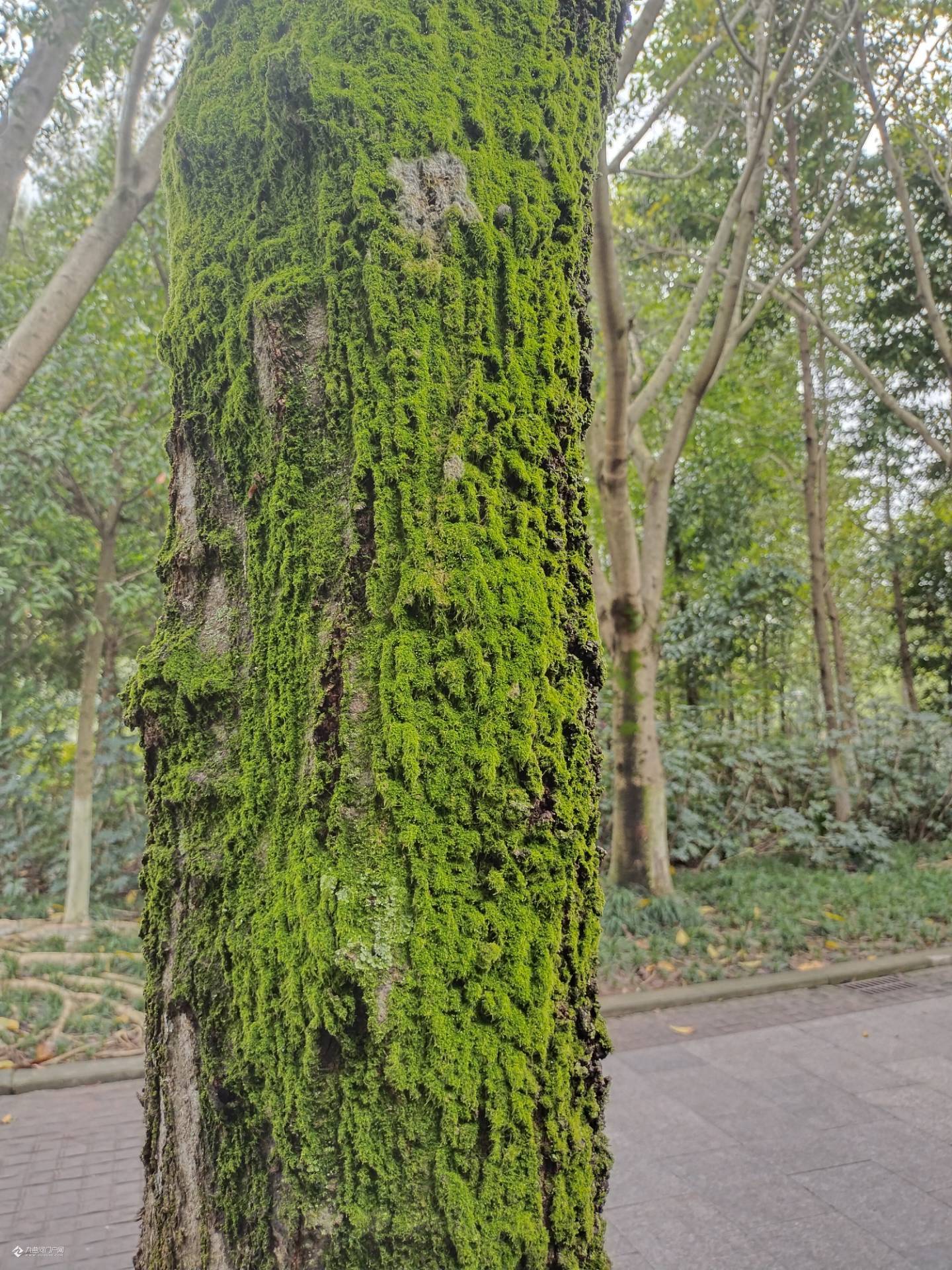 资阳三贤公园里很多树干被绿色青苔包裹形成一道奇观风景