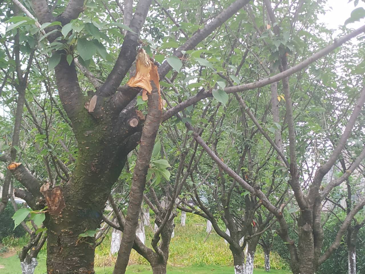 资阳西门铁路桥边,有棵树的树枝被人折断了!