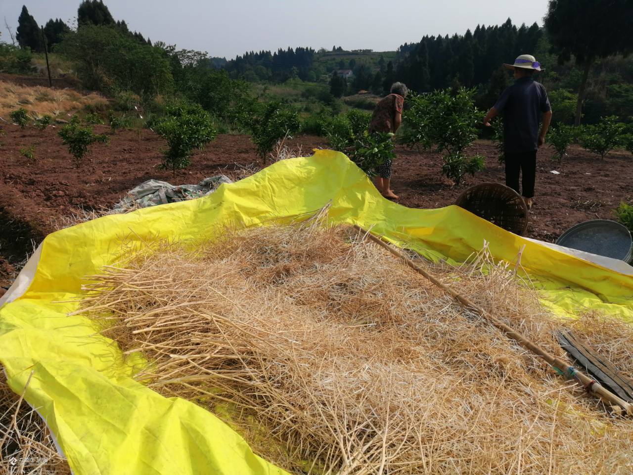 【晒晒我的五一假期】劳动节又是油菜籽收割的季节