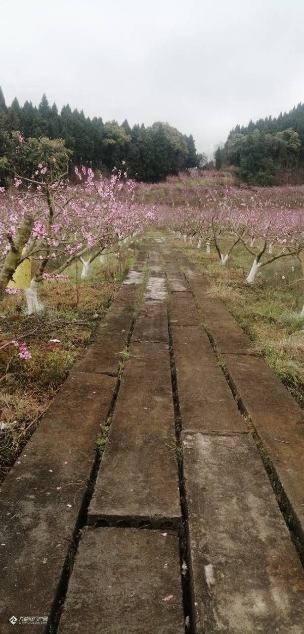 资阳九曲禾川的桃花有些已经盛开有些还是花骨朵拍几张供大家欣赏