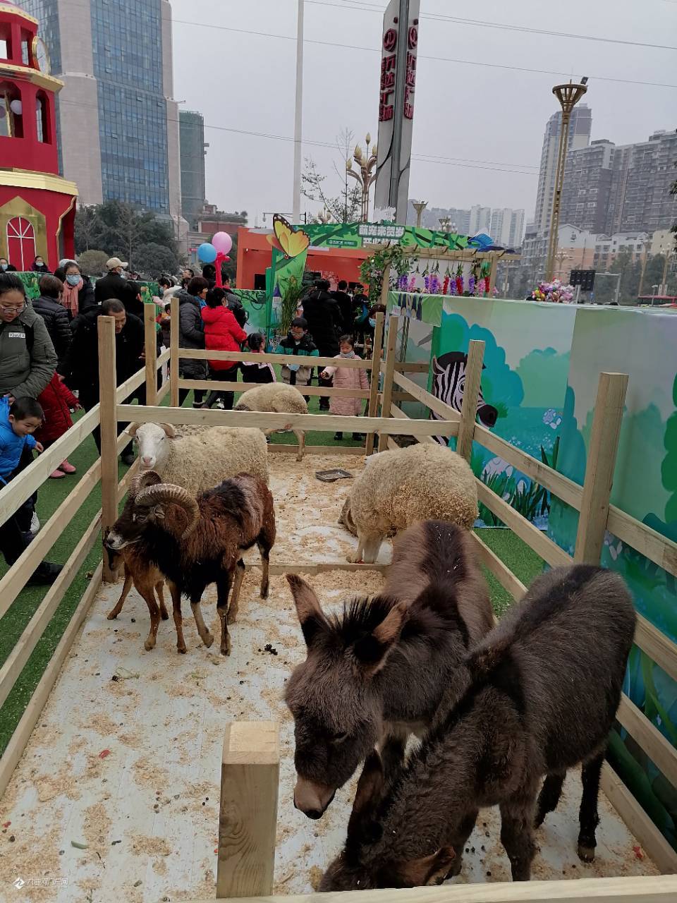 元旦期间,万达广场的小动物吸引了好多大人小孩,资阳要是有个动物园该