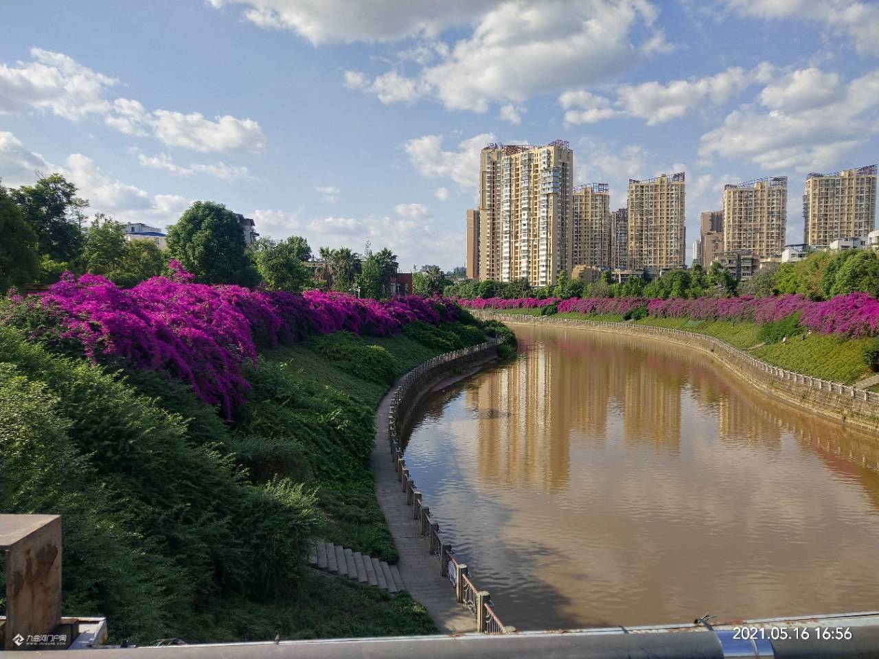 资阳九曲河边三角梅开的正艳,一大簇一大簇的好好看哦!