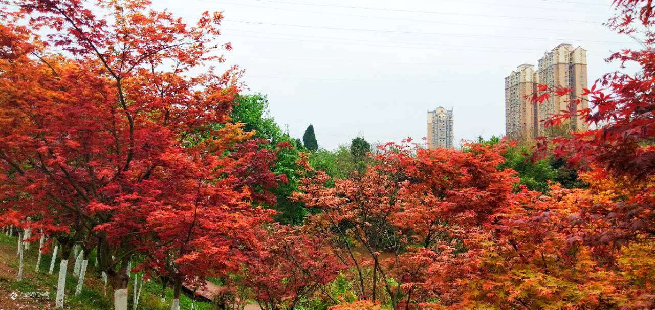 代表真愛的話語就在資陽溼地公園櫻花園裡太漂亮了