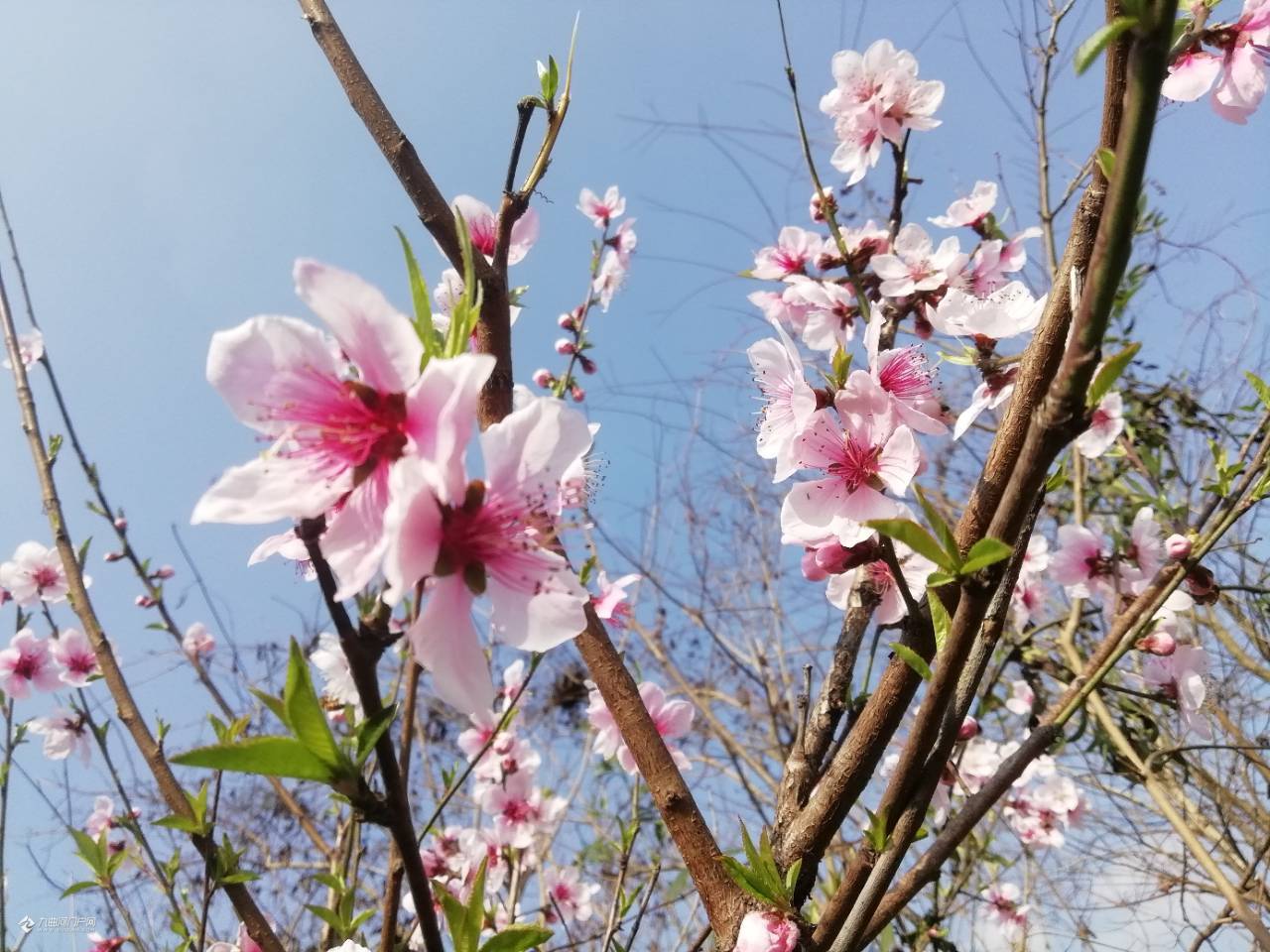 晒花晒草晒春天春暖花开农村路边毛桃树花已经开了不过在资阳城区还没