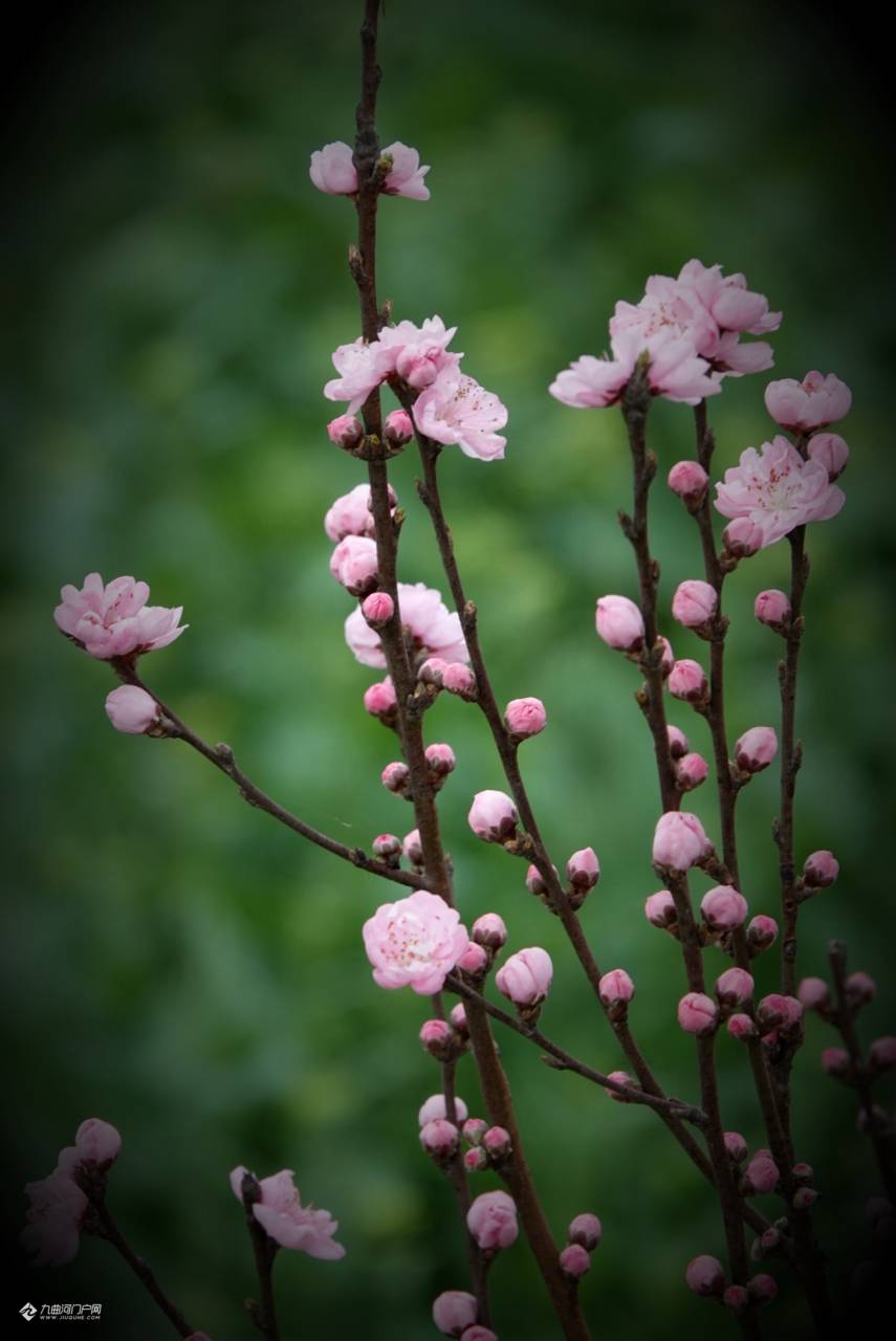 又是一年桃花開含苞待放的樣子真的很吸引人大家也可以拍一拍