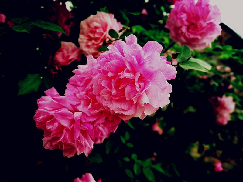 玫瑰花艳丽,馨香芳菲独不同