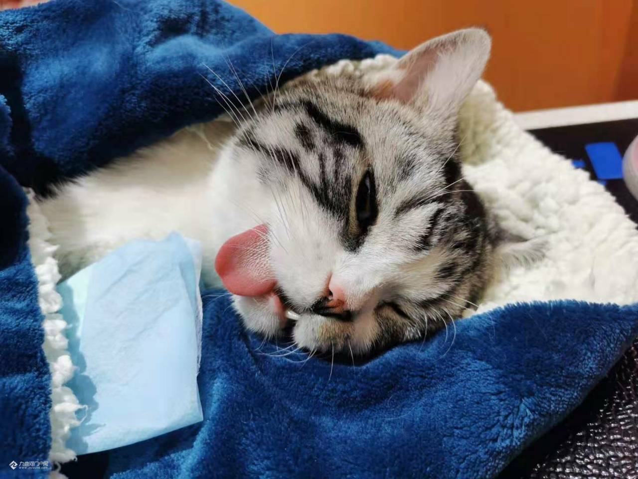 这是昨天刚做绝育的样子,猫猫打了麻药吐舌头的样子真的太可爱了!