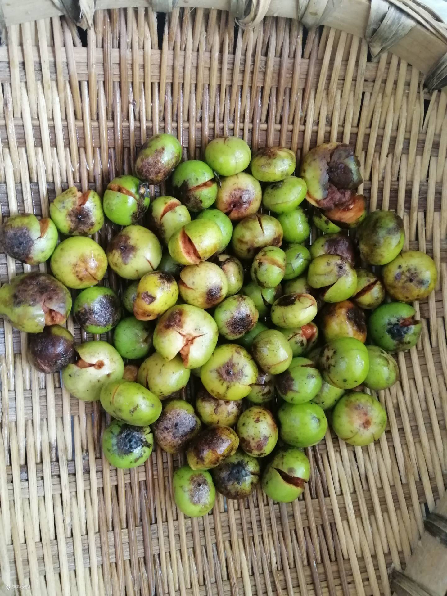 有一座难忘的城市叫资阳有一种童年的美食叫山枇杷冰粉