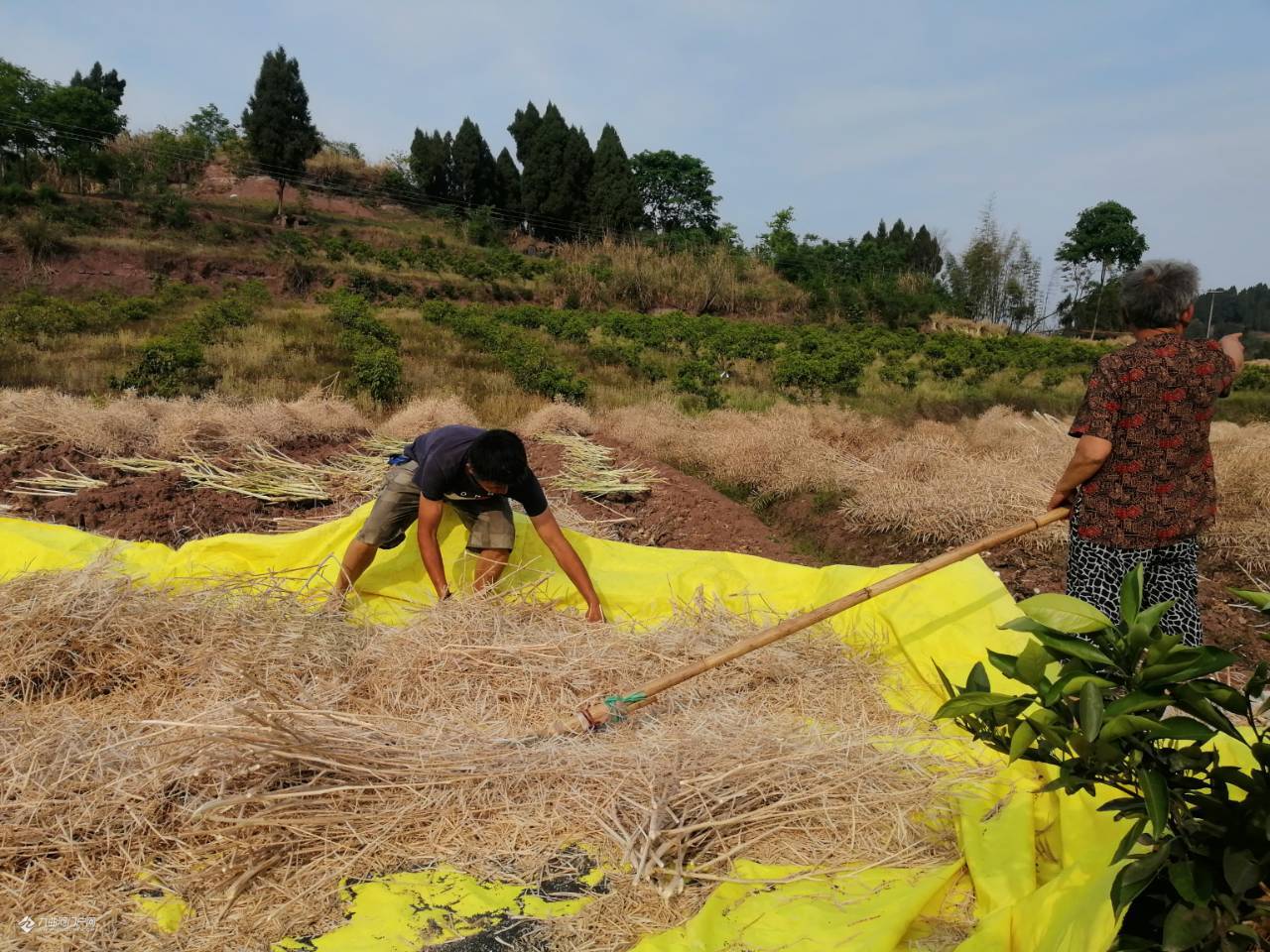 【晒晒我的五一假期】劳动节又是油菜籽收割的季节,我回资阳乡下帮