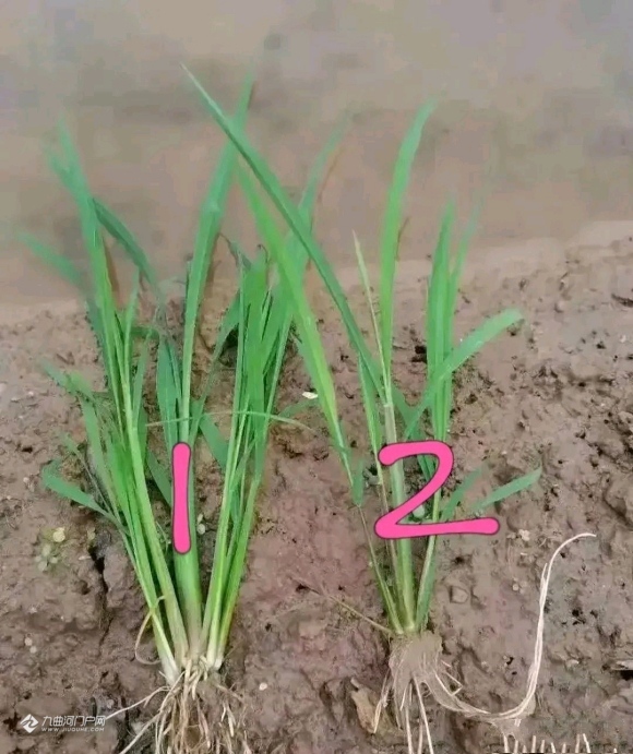 那些说压力大回家种田算了的,来来来,认一下哪个是草,哪个是稻秧?