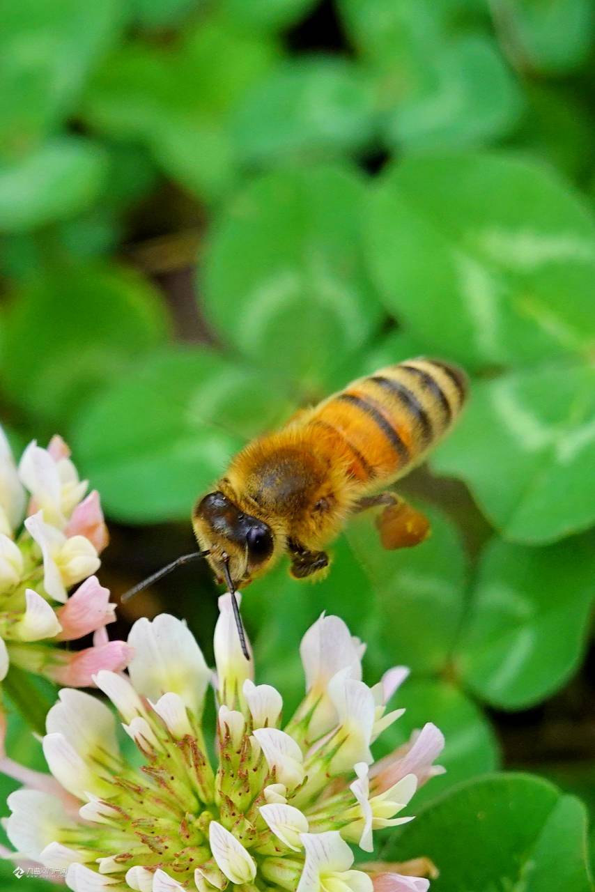 勤劳的小蜜蜂,镜头拉到最近记录它在花丛中的样子,是不是有点可爱?