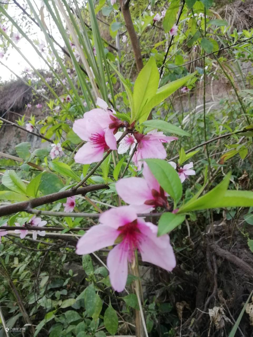 晒花晒草晒春天春暖花开农村路边毛桃树花已经开了不过在资阳城区还没
