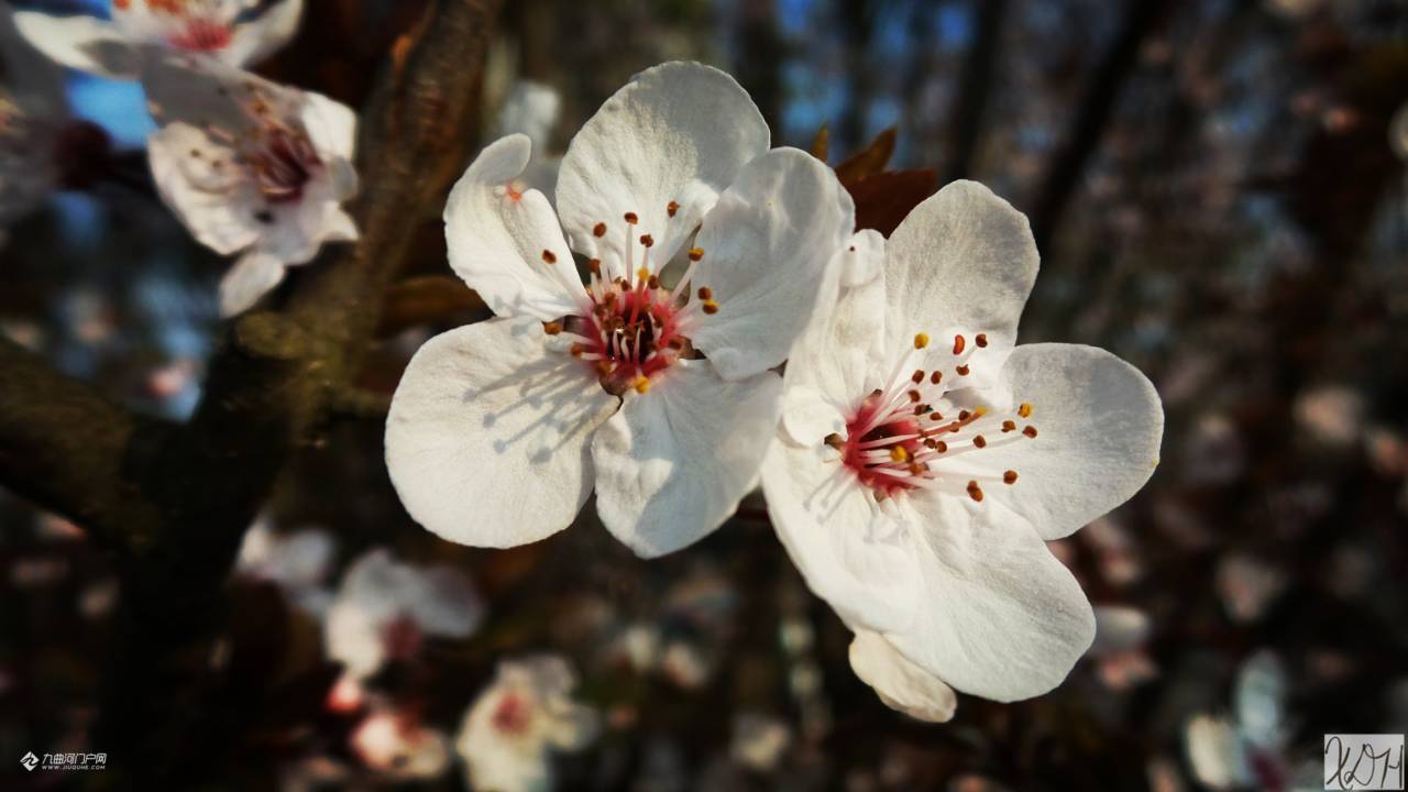 紫叶李花的花语:幸福,向上,积极.